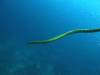 129 - Dive4-1 Snake Pit