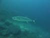 101 - Dive4-2 Sulfur Ridge