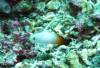 104 - Dive4-2 Sulfur Ridge