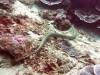106 - Dive4-2 Sulfur Ridge