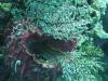108 - Dive4-2 Sulfur Ridge