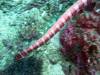 110 - Dive4-2 Sulfur Ridge