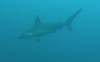 111 - Dive4-2 Sulfur Ridge