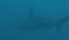112 - Dive4-2 Sulfur Ridge