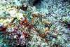124 - Dive4-2 Sulfur Ridge