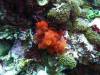 126 - Dive4-2 Sulfur Ridge