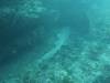 118 - Dive4-3 Snake Ridge