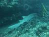 119 - Dive4-3 Snake Ridge