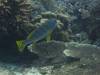 106 - Dive5-3 Terbang Selatan1
