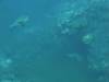 102 - Dive7-1 Red Cliff