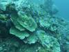 104 - Dive7-1 Red Cliff