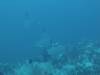 106 - Dive7-1 Red Cliff