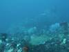 109 - Dive7-1 Red Cliff