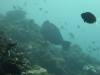 116 - Dive7-1 Red Cliff