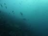 123 - Dive7-1 Red Cliff