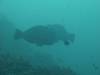 125 - Dive7-1 Red Cliff