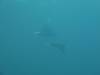 129 - Dive7-1 Red Cliff
