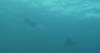 130 - Dive7-1 Red Cliff