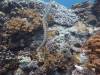 133 - Dive7-1 Red Cliff