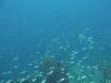112 - Dive7-3 Force Ridge