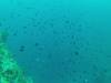 102 - Dive8-1 Pohon Miring
