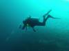 103 - Dive8-1 Pohon Miring