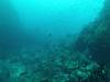 104 - Dive8-1 Pohon Miring