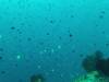 105 - Dive8-1 Pohon Miring