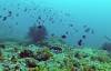106 - Dive8-1 Pohon Miring
