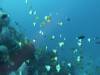 110 - Dive8-1 Pohon Miring