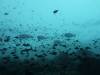117 - Dive8-1 Pohon Miring