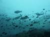 118 - Dive8-1 Pohon Miring