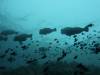 119 - Dive8-1 Pohon Miring