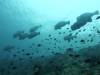 120 - Dive8-1 Pohon Miring