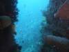 124 - Dive8-1 Pohon Miring