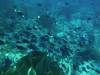 129 - Dive8-1 Pohon Miring
