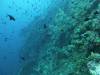 131 - Dive8-1 Pohon Miring