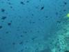 133 - Dive8-1 Pohon Miring