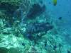 136 - Dive8-1 Pohon Miring