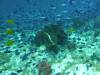 138 - Dive8-1 Pohon Miring