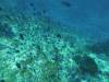 139 - Dive8-1 Pohon Miring
