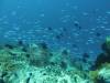 141 - Dive8-1 Pohon Miring
