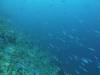 142 - Dive8-1 Pohon Miring