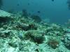 101 - Dive8-2 Batu Kapal
