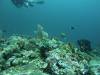 102 - Dive8-2 Batu Kapal