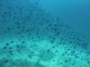 110 - Dive8-2 Batu Kapal