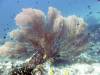 112 - Dive8-2 Batu Kapal