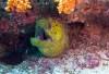 114 - Dive8-2 Batu Kapal