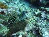 101 - Dive8-3 Batu Kapal Plateau