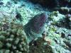 102 - Dive8-3 Batu Kapal Plateau